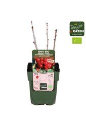 Ribes Ribest® Lisette® Bio P13