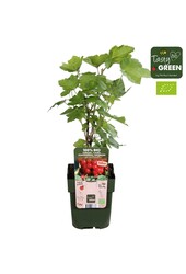 Ribes Ribest® Lisette® Bio P13
