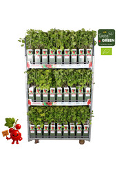 Ribes rubrum Jonkheer van Tets Bio P19 - Berrylicious