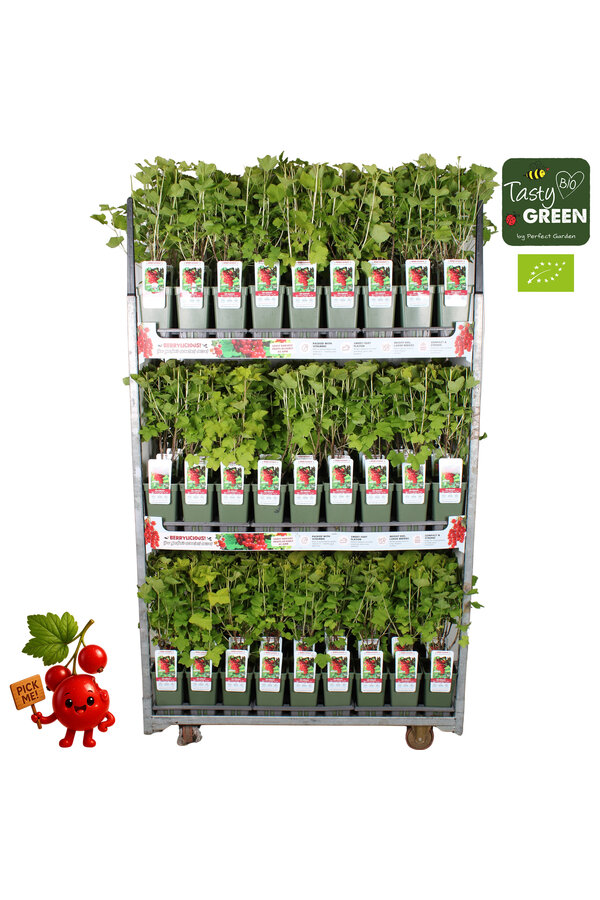 Ribes rubrum Jonkheer van Tets Bio P19 - Berrylicious