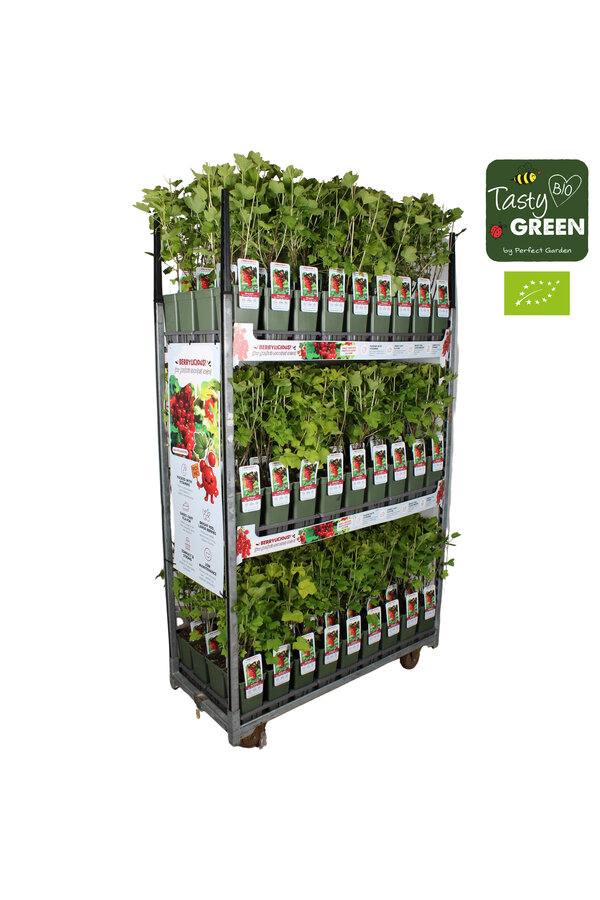 Ribes rubrum Jonkheer van Tets Bio P19 - Berrylicious