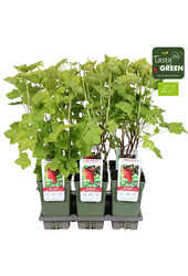 Ribes rubrum Jonkheer van Tets Bio P19 - Berrylicious
