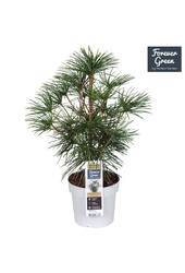 Sciadopitys verticillata P19