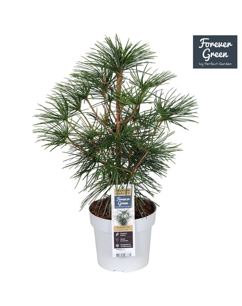 Sciadopitys verticillata P19