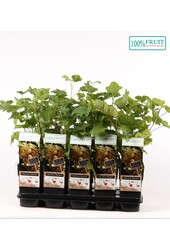 Ribes rubrum Witte Parel P15