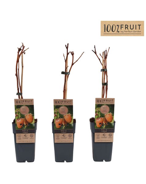 Rubus idaeus Fallgold P15