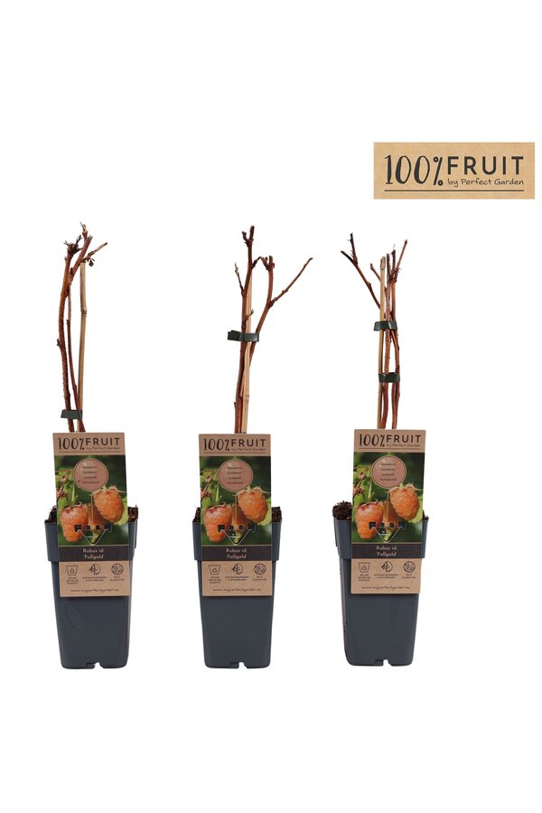 Rubus idaeus Fallgold P15