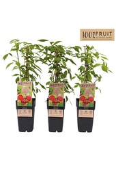 Rubus idaeus Heritage P15