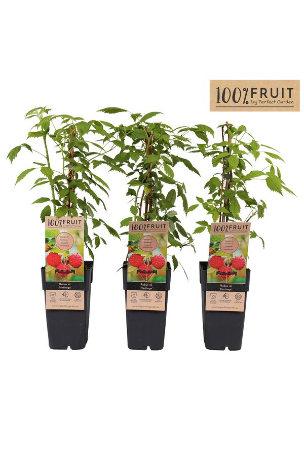 Rubus idaeus Heritage P15