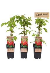 Rubus idaeus Malling Promise P15