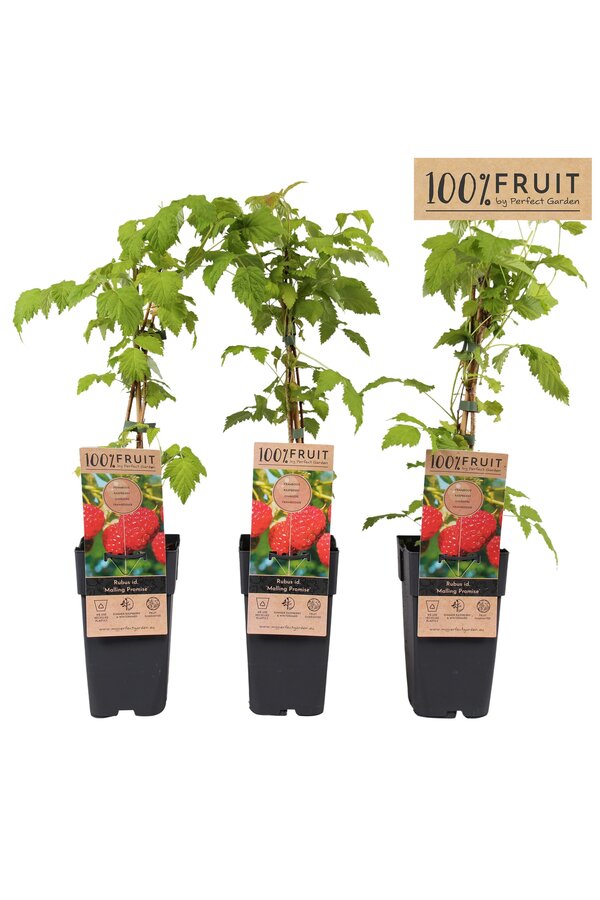 Rubus idaeus Malling Promise P15