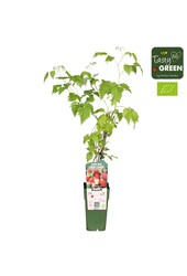 Rubus idaeus Malling Promise Bio P15