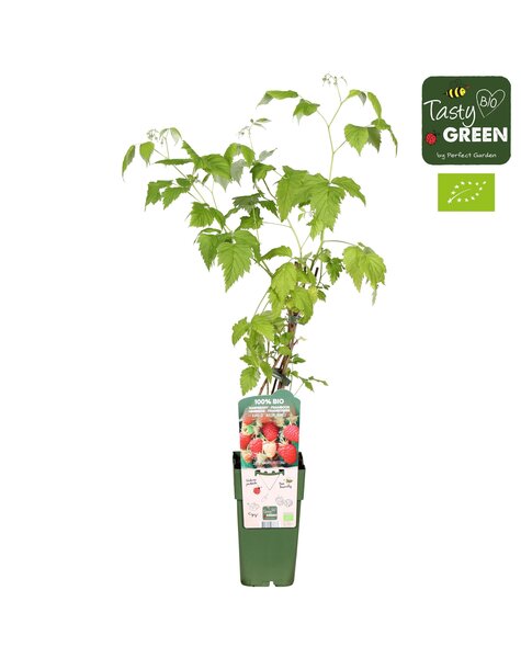 Rubus idaeus Malling Promise Bio P15