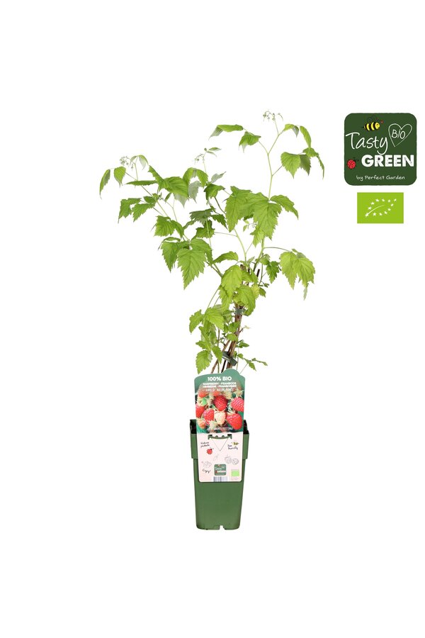 Rubus idaeus Malling Promise Bio P15