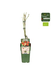Rubus idaeus Malling Promise Bio P15