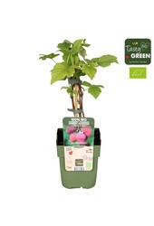 Rubus idaeus Tulameen Bio P13