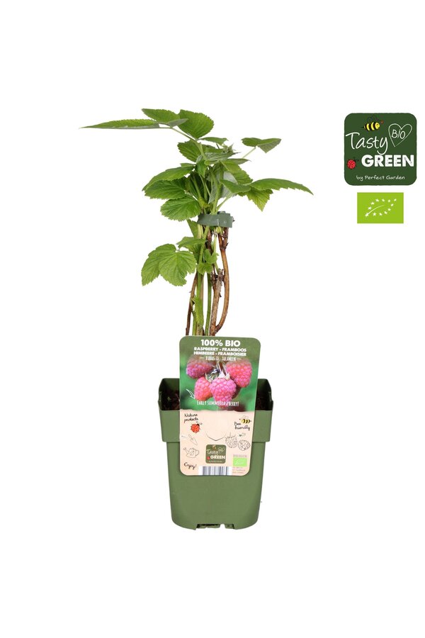 Rubus idaeus Tulameen Bio P13