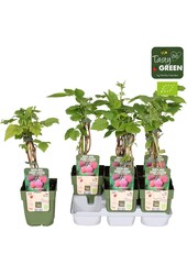 Rubus idaeus Tulameen Bio P13
