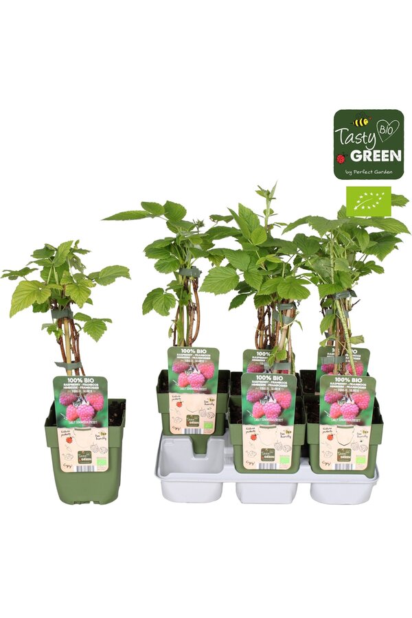 Rubus idaeus Tulameen Bio P13