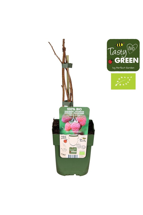 Rubus idaeus Tulameen Bio P13