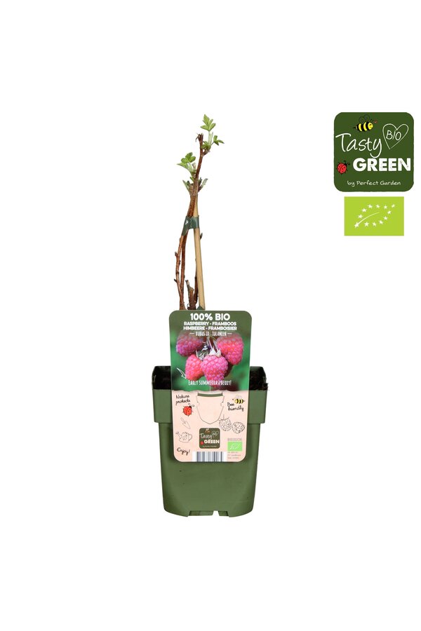 Rubus idaeus Tulameen Bio P13