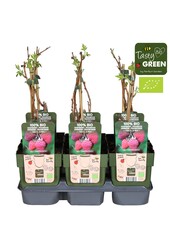 Rubus idaeus Tulameen Bio P13