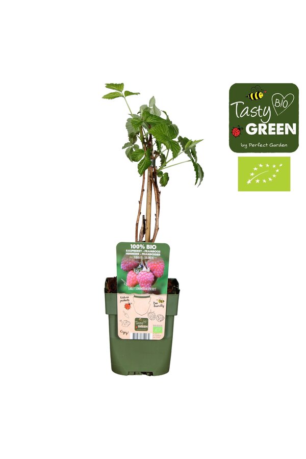 Rubus idaeus Tulameen Bio P13