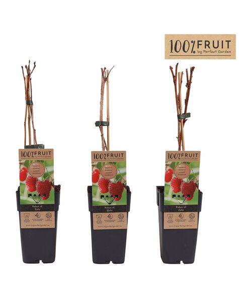 Rubus idaeus Zefa Herbsternte P15