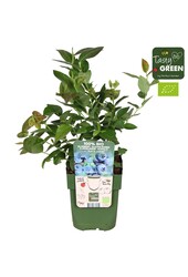 Vaccinium corymbosum Blue Roma® Bio P13