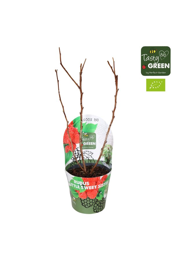Rubus Low.® Little Sweet Sister® Bio P14