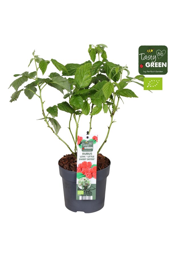 Rubus Low.® Little Sweet Sister® Bio P14