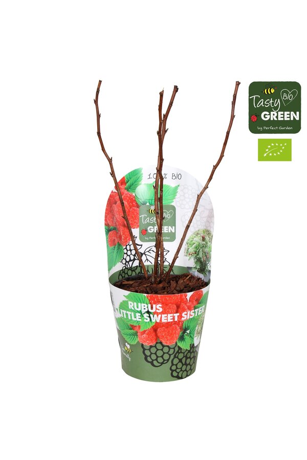 Rubus Low.® Little Sweet Sister® Bio P14