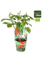 Rubus Low.® Little Sweet Sister® Bio P14