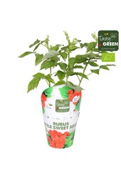 Rubus Low.® Little Sweet Sister® Bio P14