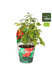 Rubus Low.® Little Sweet Sister® Bio P14