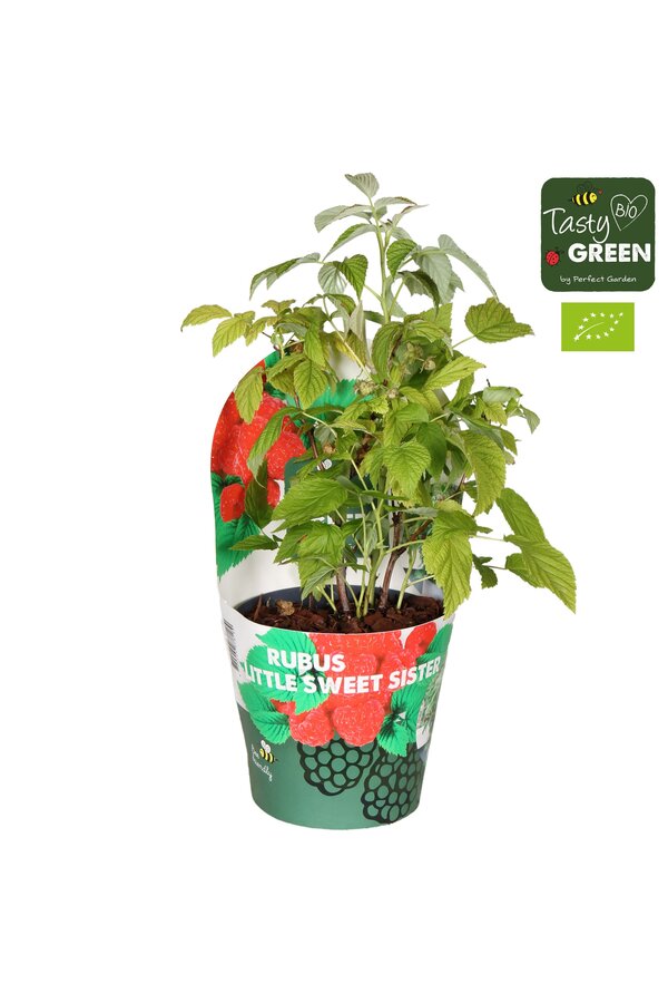 Rubus Low.® Little Sweet Sister® Bio P14