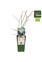 Vaccinium corymbosum Blue Dessert® Bio P15