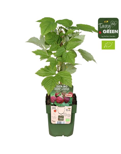 Rubus idaeus Sanibelle® Bio P13