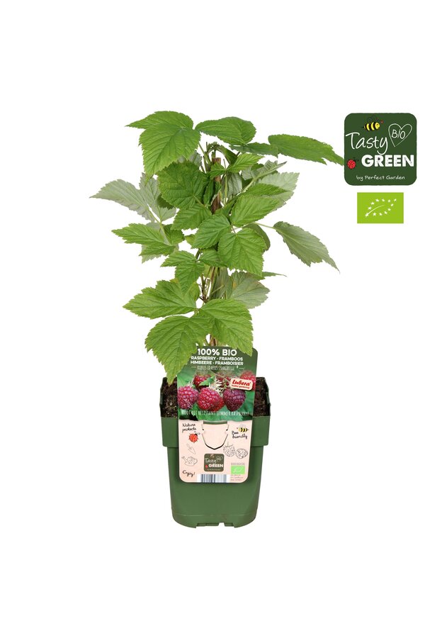 Rubus idaeus Sanibelle® Bio P13