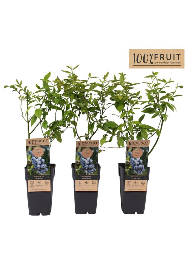 Vaccinium Goldtraube 71 P15