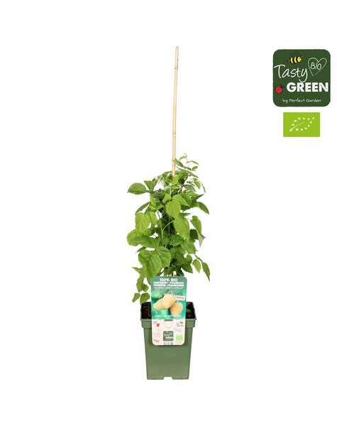 Rubus idaeus Schlaraffia Golddigger® Bio P23