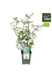 Vaccinium corymbosum Reka® Bio P23