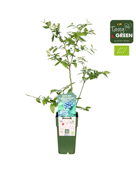 Vaccinium corymbosum Reka Bio P15