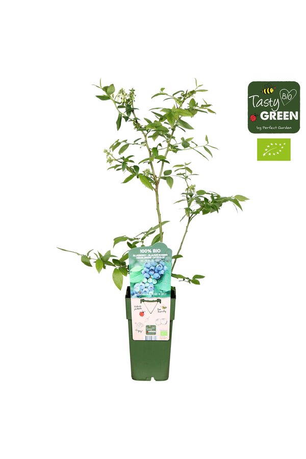 Vaccinium corymbosum Reka Bio P15