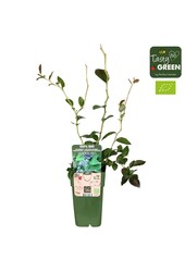 Vaccinium corymbosum Reka Bio P15