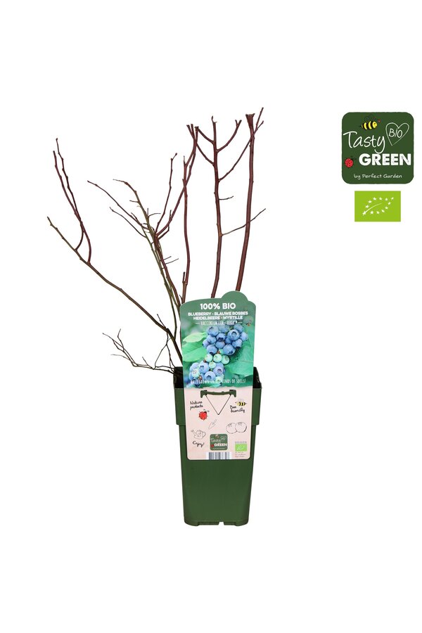 Vaccinium corymbosum Reka Bio P15