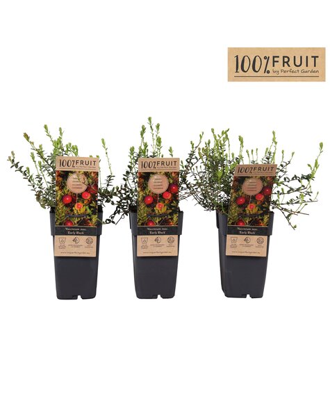 Vaccinium Early Black P15