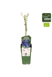 Vitis vinifera Boskoop Glory Bio P15