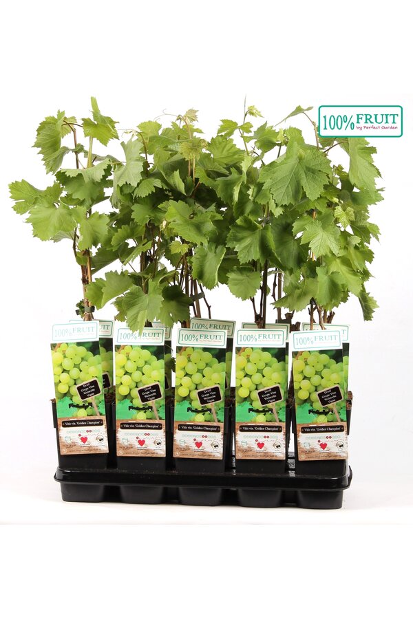 Vitis Golden Champion P15