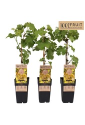 Vitis Golden Champion P15